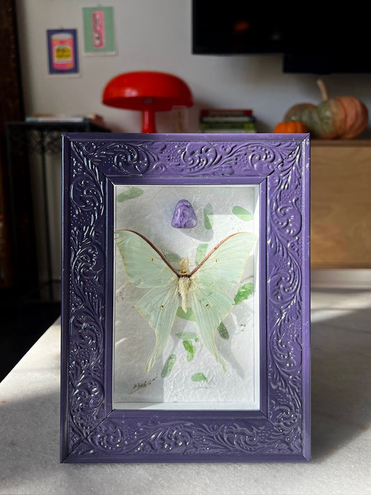 amethyst ⋅˚₊‧ (Actias dulcinea/Sweetheart Moon Moth)